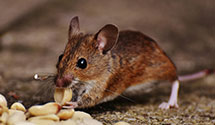 24 Hour & Emergency Exterminators in Mesic, NC